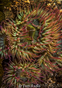 Pink-Tipped Anemone by Tom Radio 